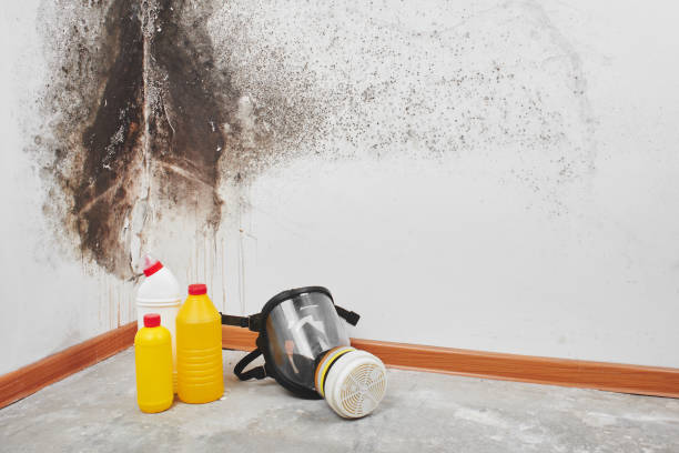 Best Commercial Mold Removal  in Kgsford Heights, IN