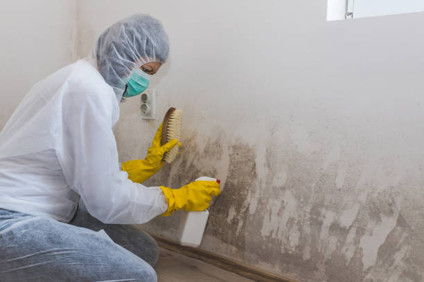 Best Toxic Mold Removal  in Kgsford Heights, IN