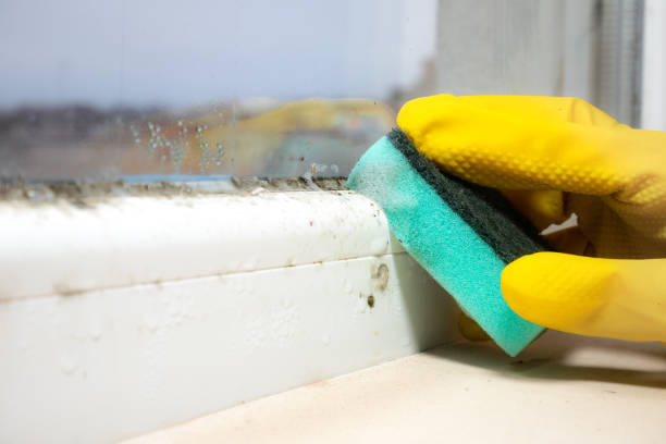 Best Crawl Space Mold Removal  in Kgsford Heights, IN
