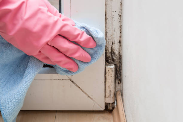 Best Mold Damage Repair  in Kgsford Heights, IN
